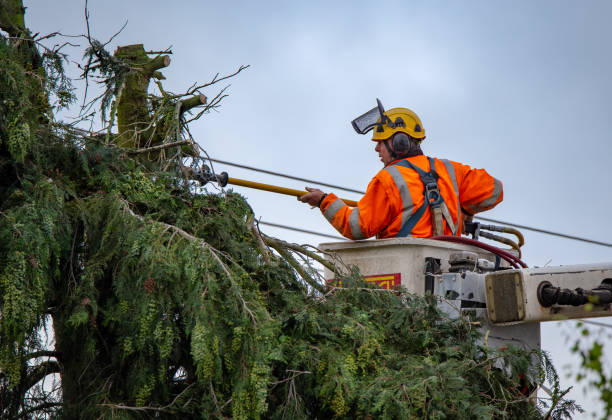 Best Tree Health Inspection  in Burney, CA