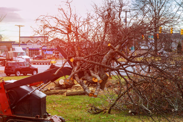 How Our Tree Care Process Works  in  Burney, CA