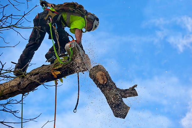 Best Arborist Consultation Services  in Burney, CA